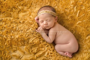 newborn gold rose backdrop stephanie greenwell southeast missouri photography